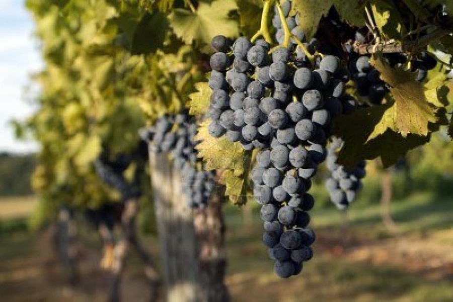 vineyard day