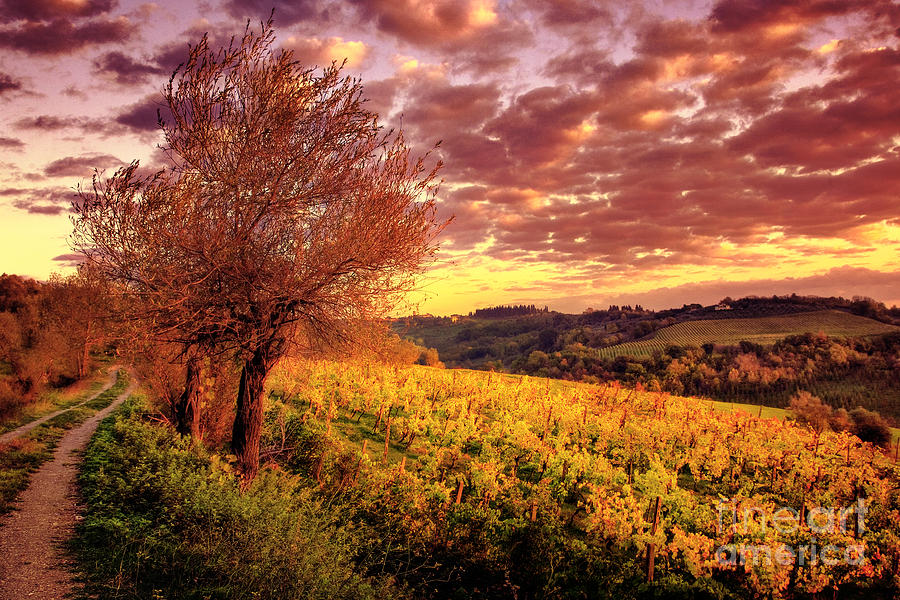 tuscany sunset vineyard san gimignano chase lindberg