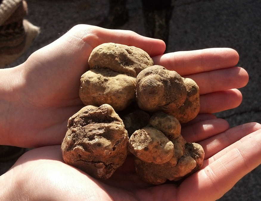 White truffle