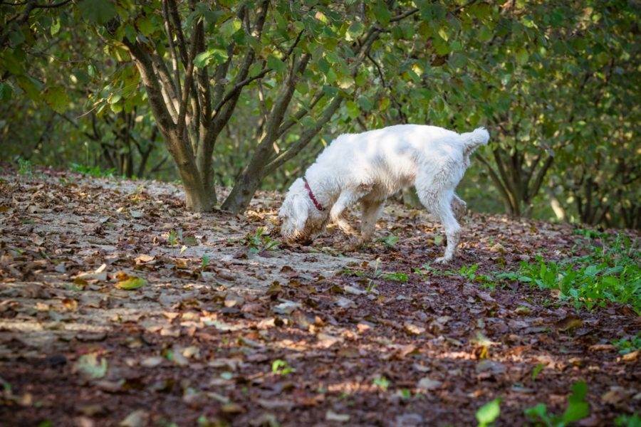 dog truffle hunting e