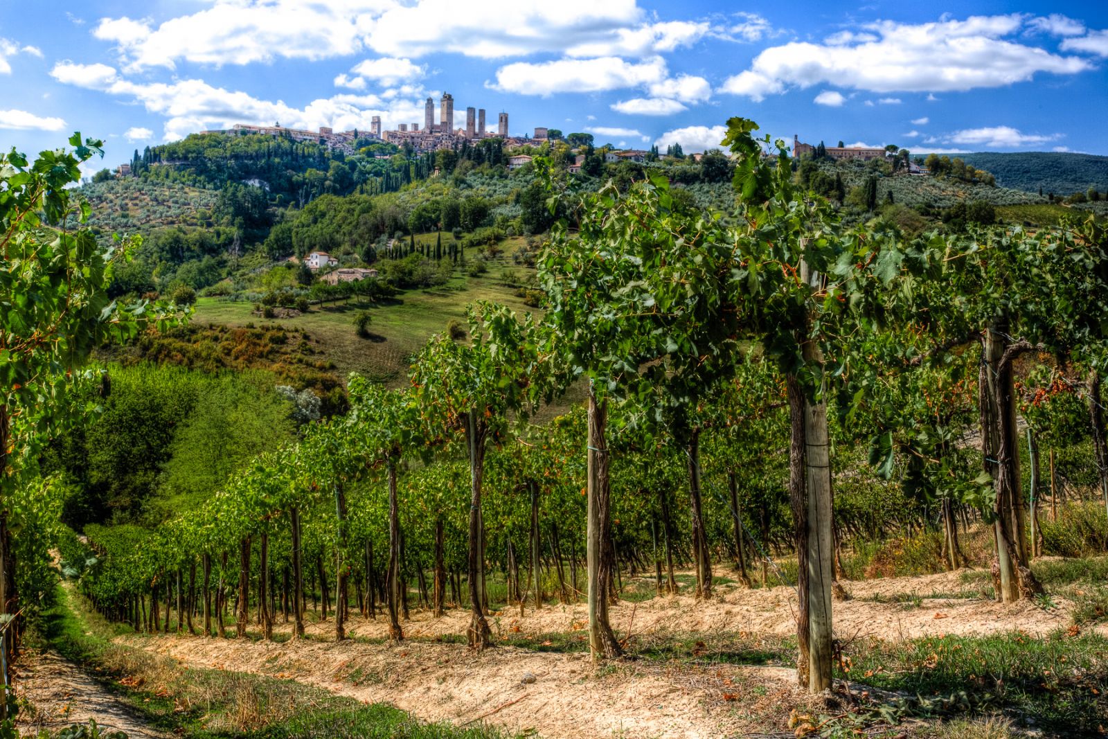 Vineyard at San Gimignano APA