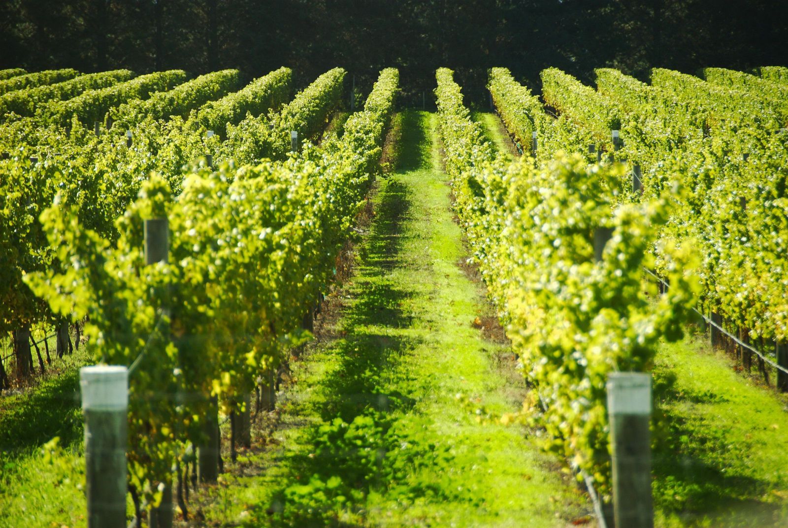 Vineyards