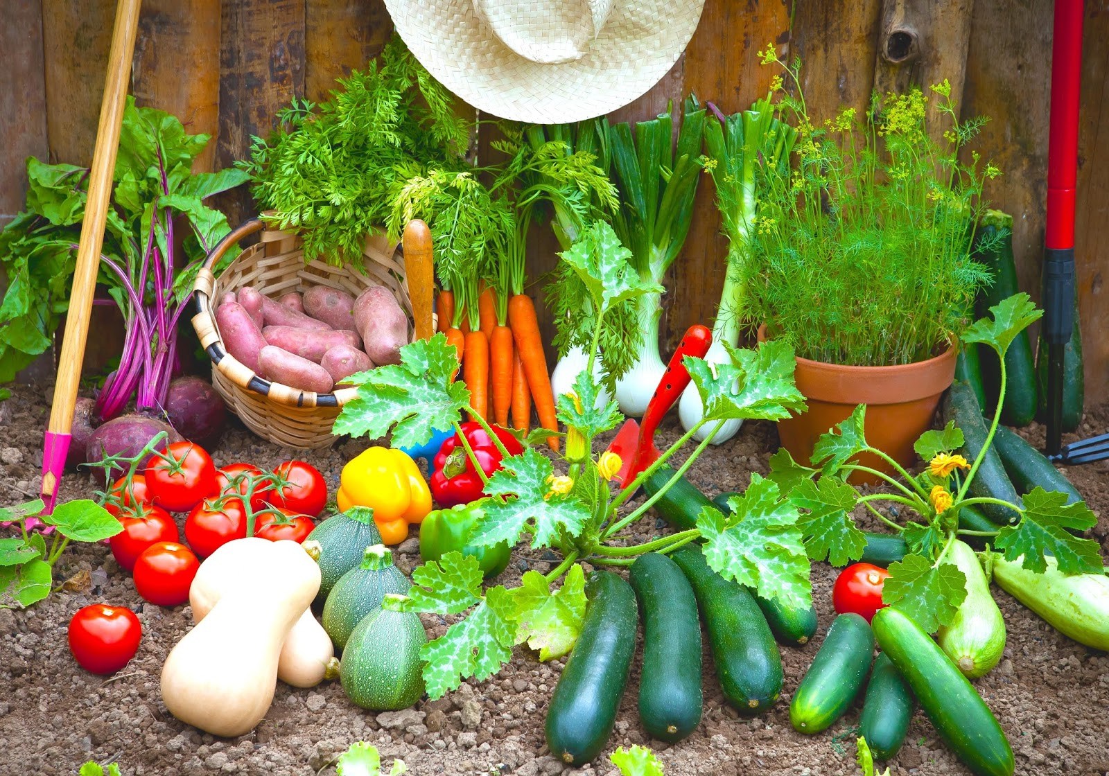 our vegetables