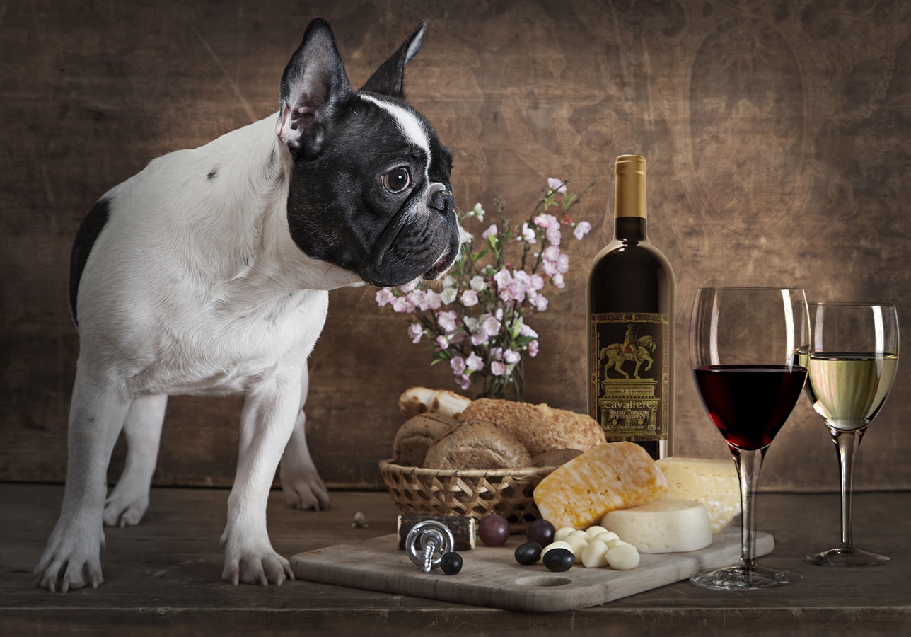 Cane Vino