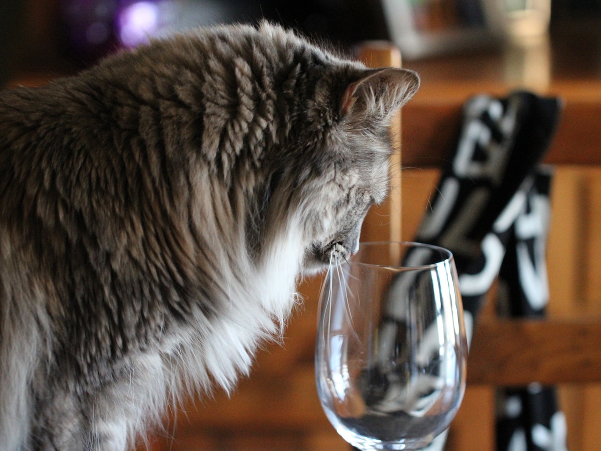 A pet-friendly wine-style drink