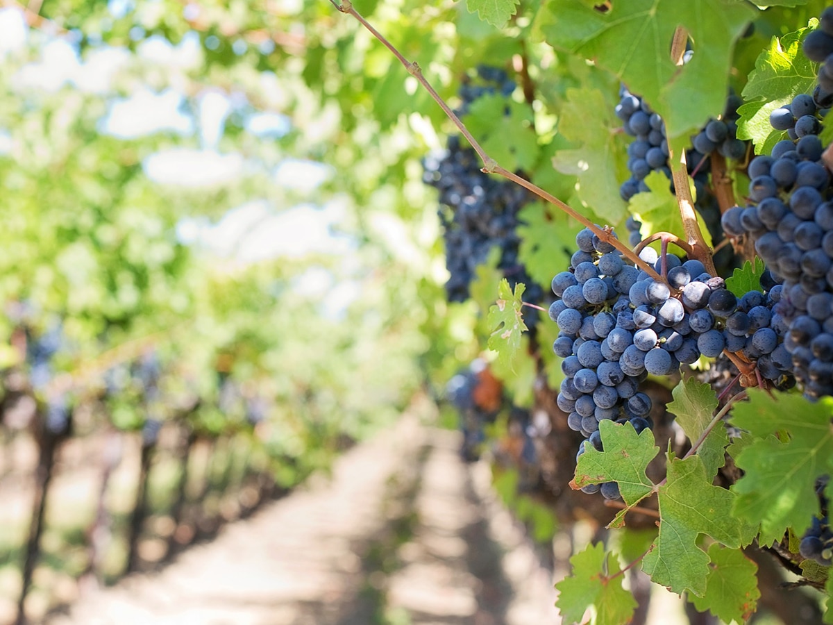 vineyard