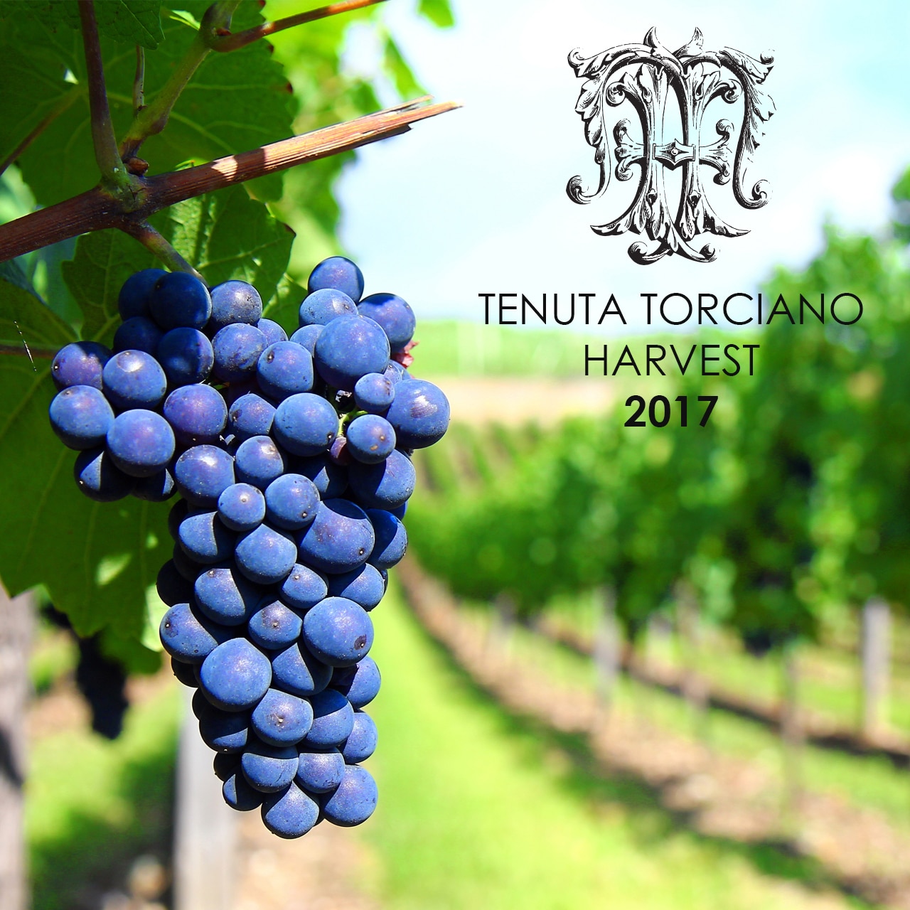 Tenuta Torciano harvest 2017
