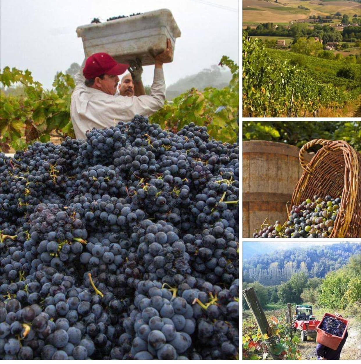 Harvest at Tenuta Torciano