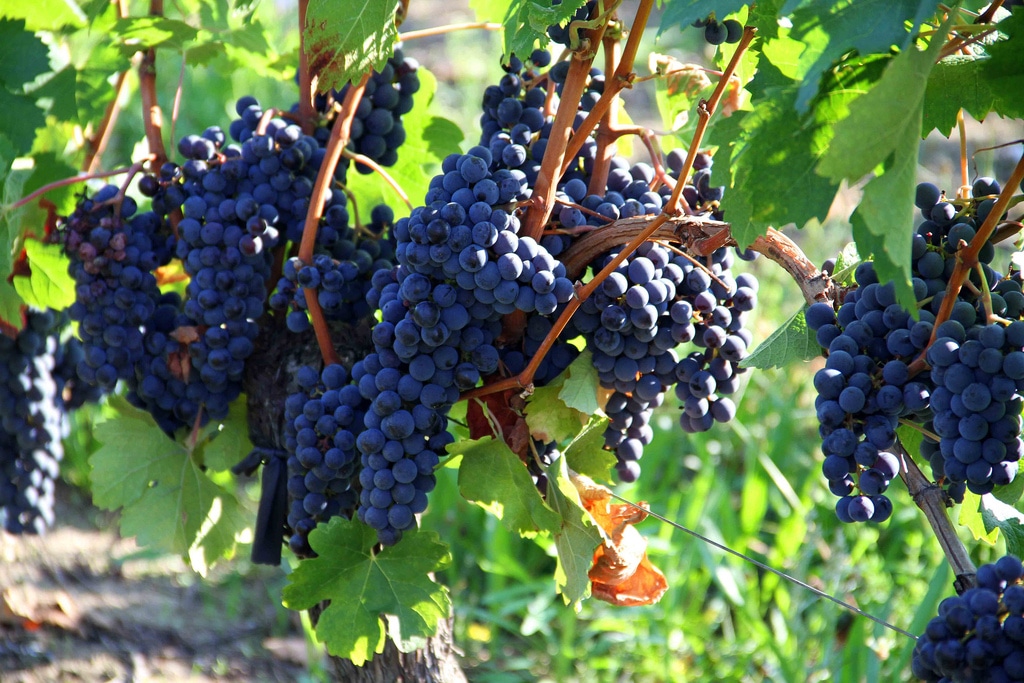 red grapes