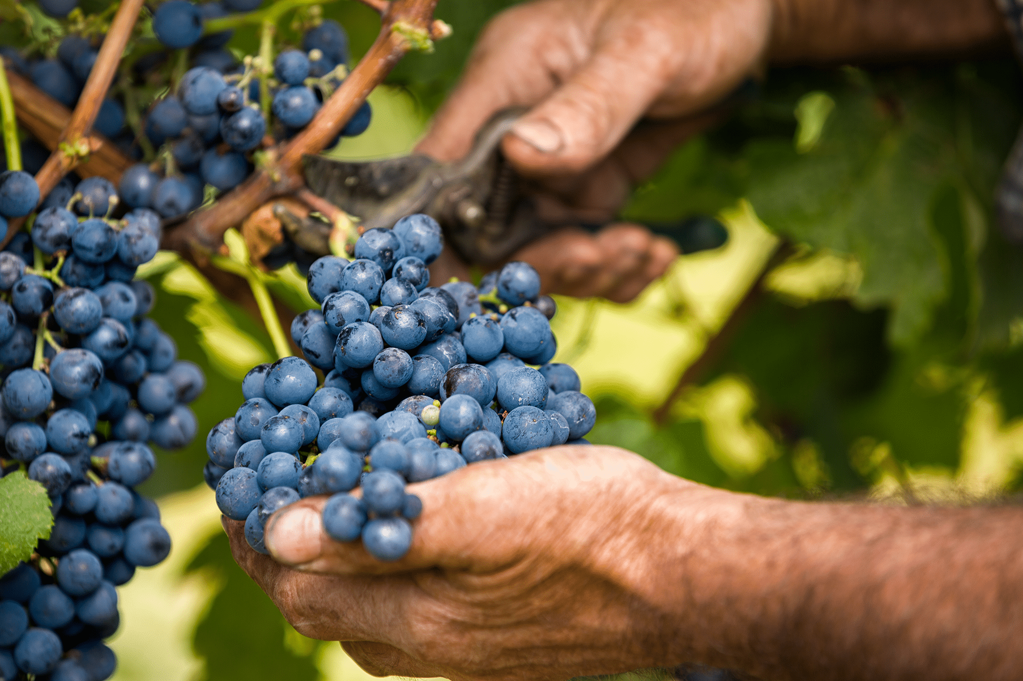 Vendemmia OK