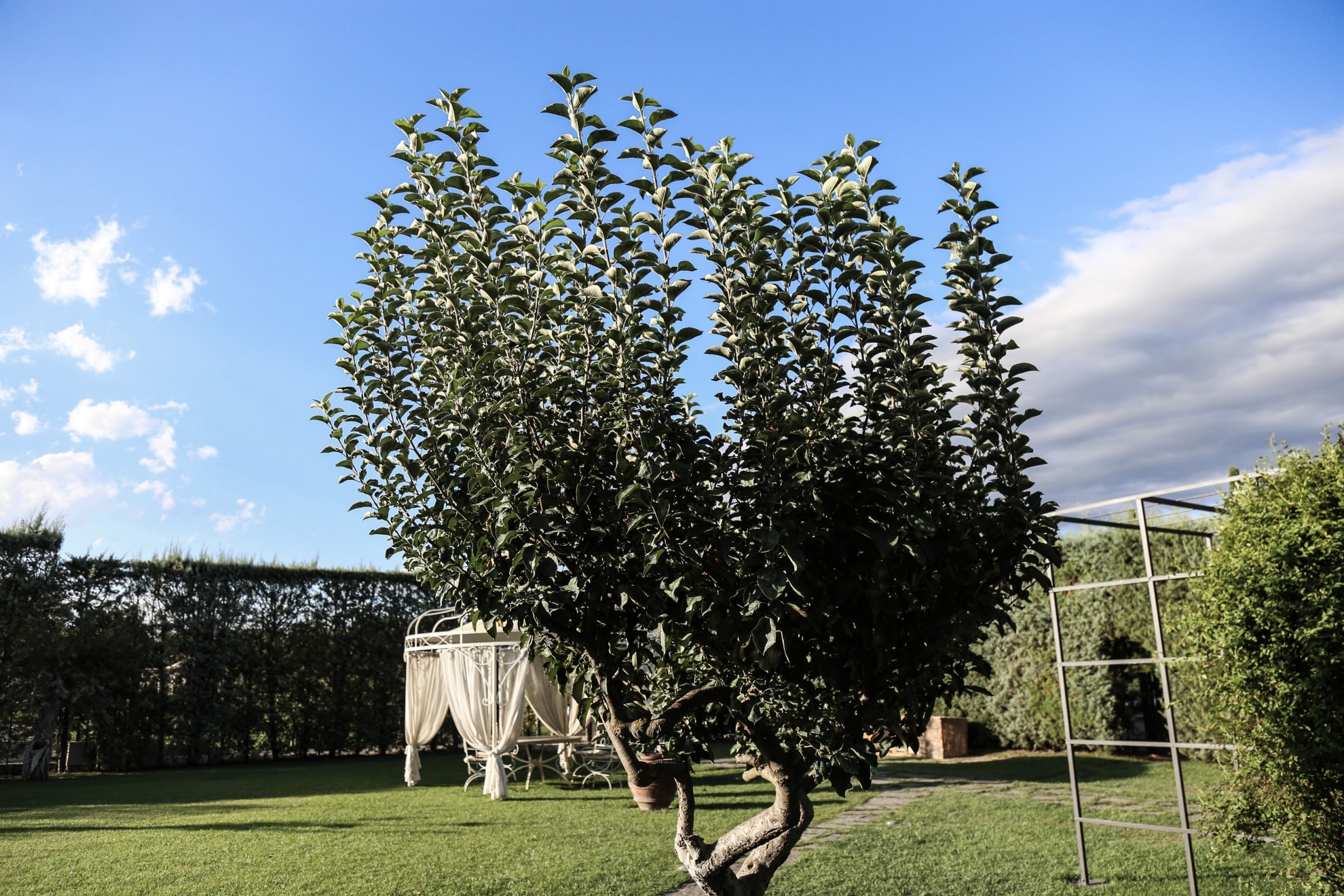 Il giardino della cantina