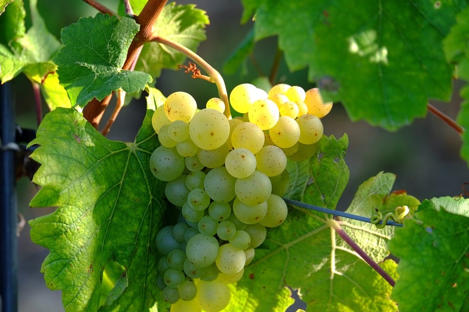 vernaccia grapes