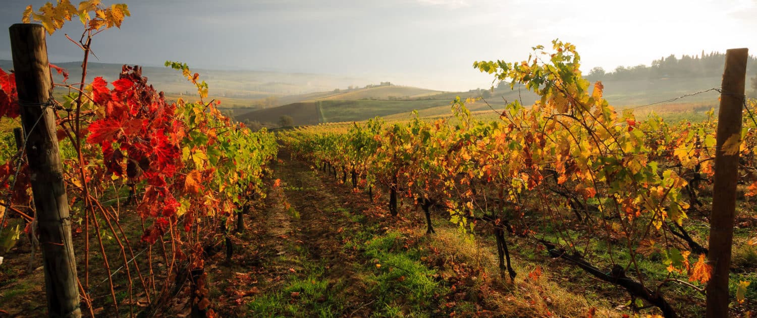 Fall In Tuscany
