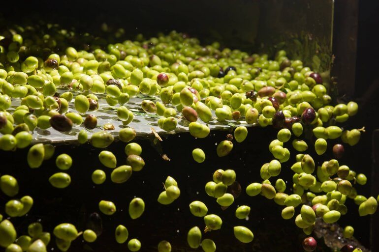 harvers olives