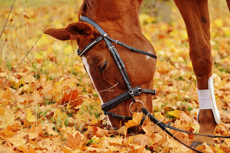 horse