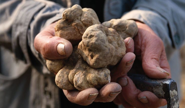 truffle