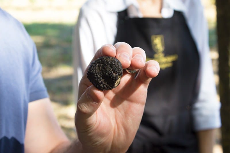 Tartufo trovato in cantina