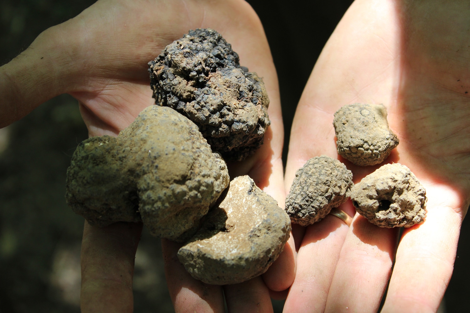 Truffle hunting at Tenuta Torciano