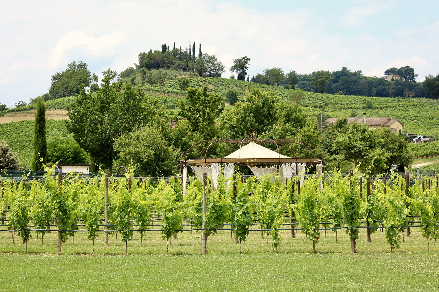 Vigneti di Tenuta Torciano