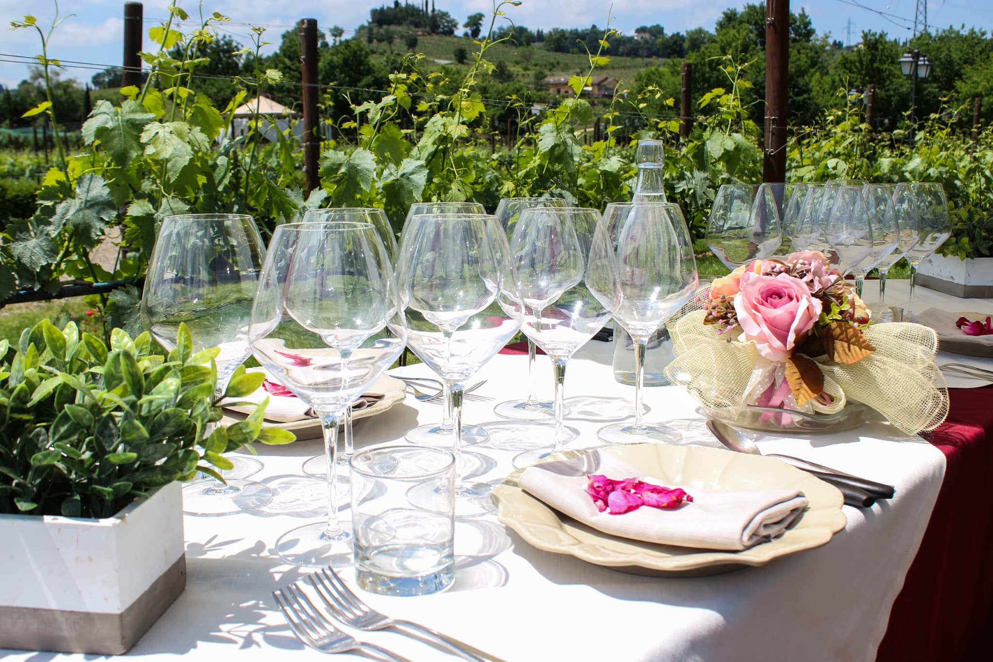 Fioritura della vite nei vigneti di Tenuta Torciano