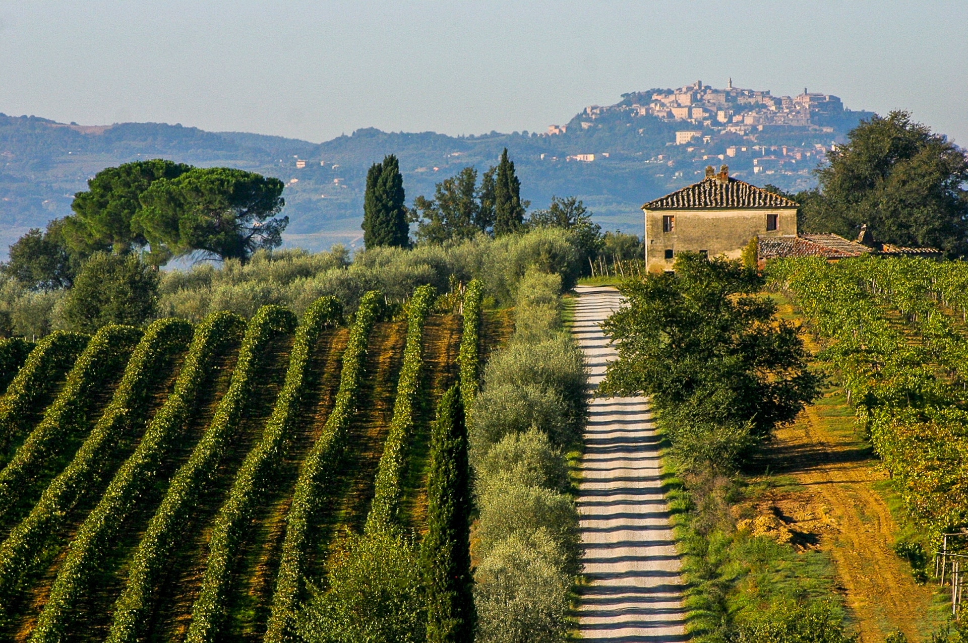 Vigneti di Montepulciano