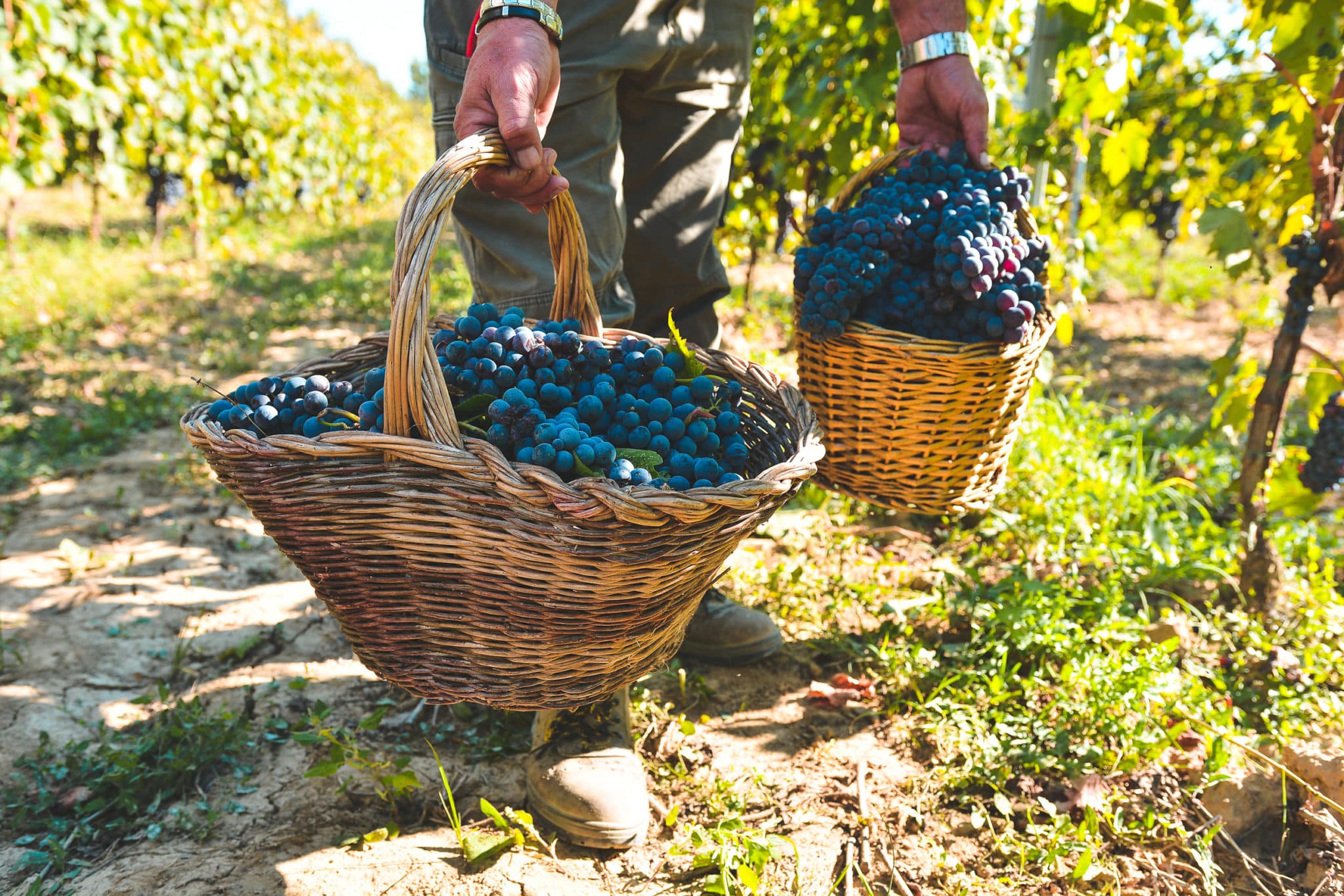 Grape harvest in the Tenuta Torciano vineyards