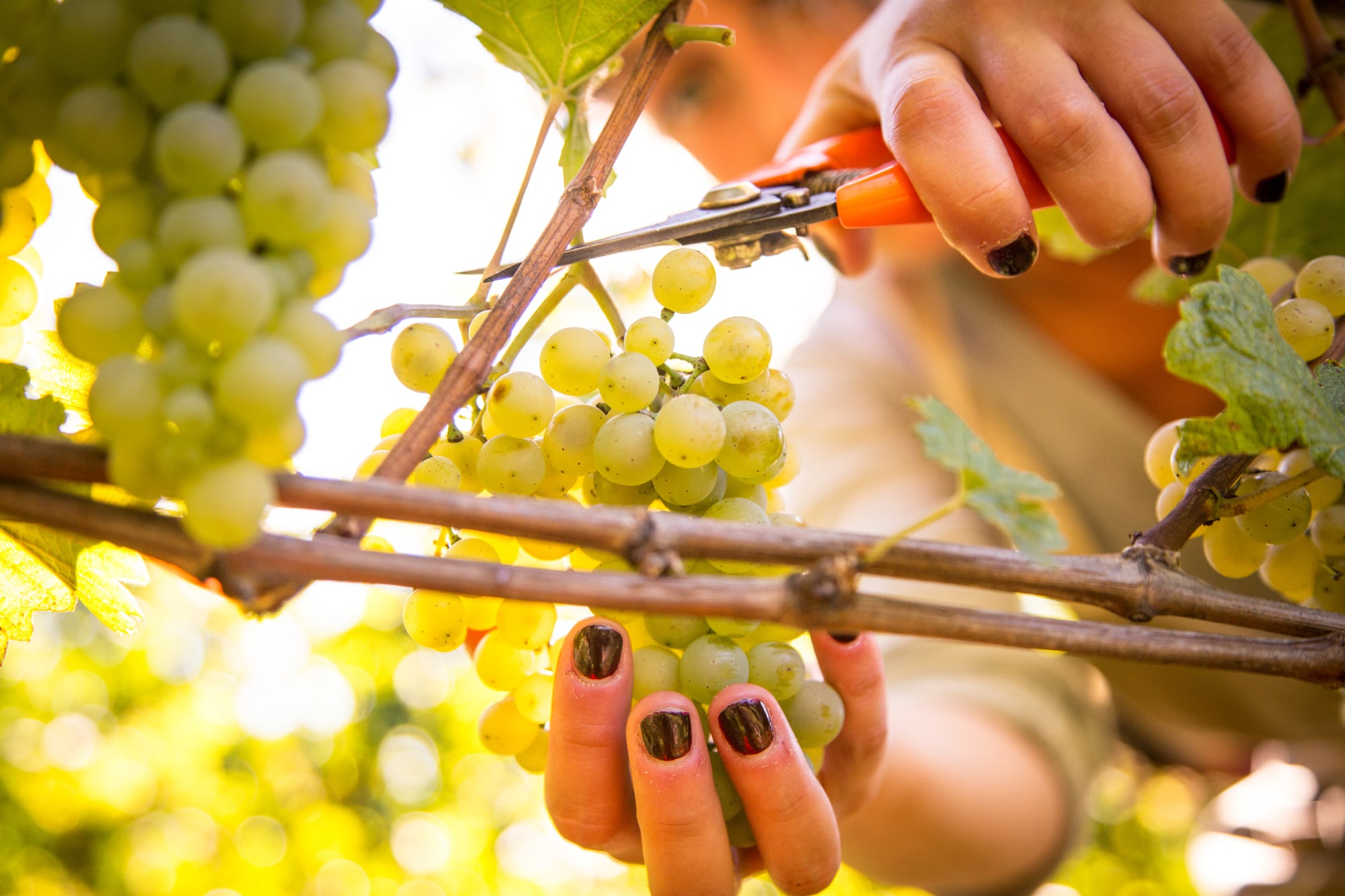 Harvest experience at Tenuta Torciano