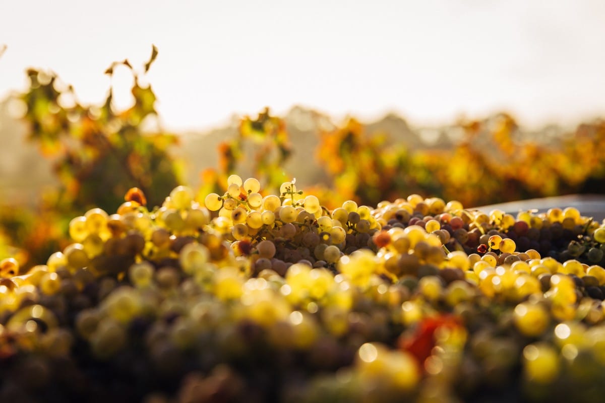 Morelli uve bianco e