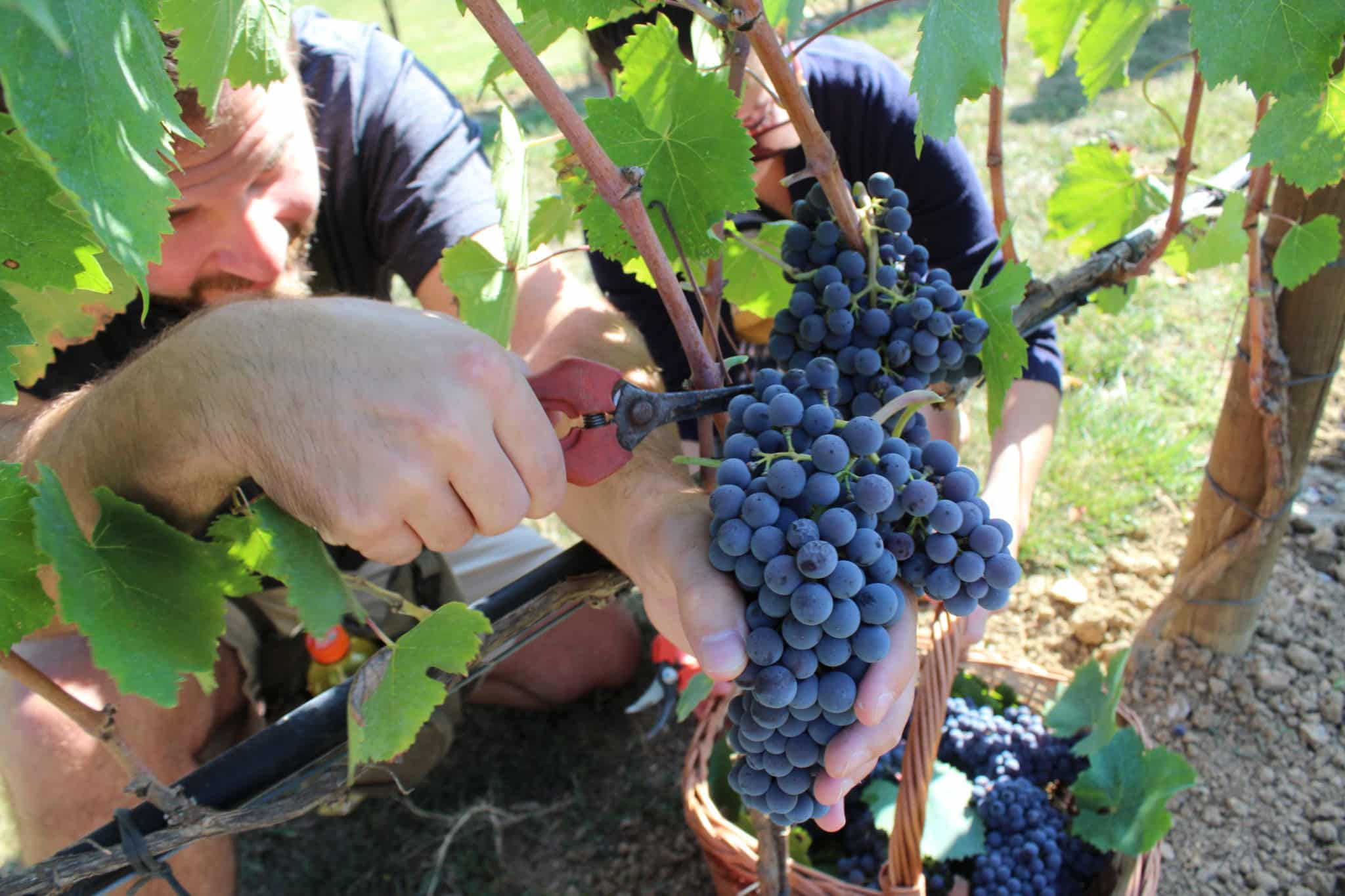 Grappoli d'uva raccolti durante la vendemmia a Tenuta Torciano