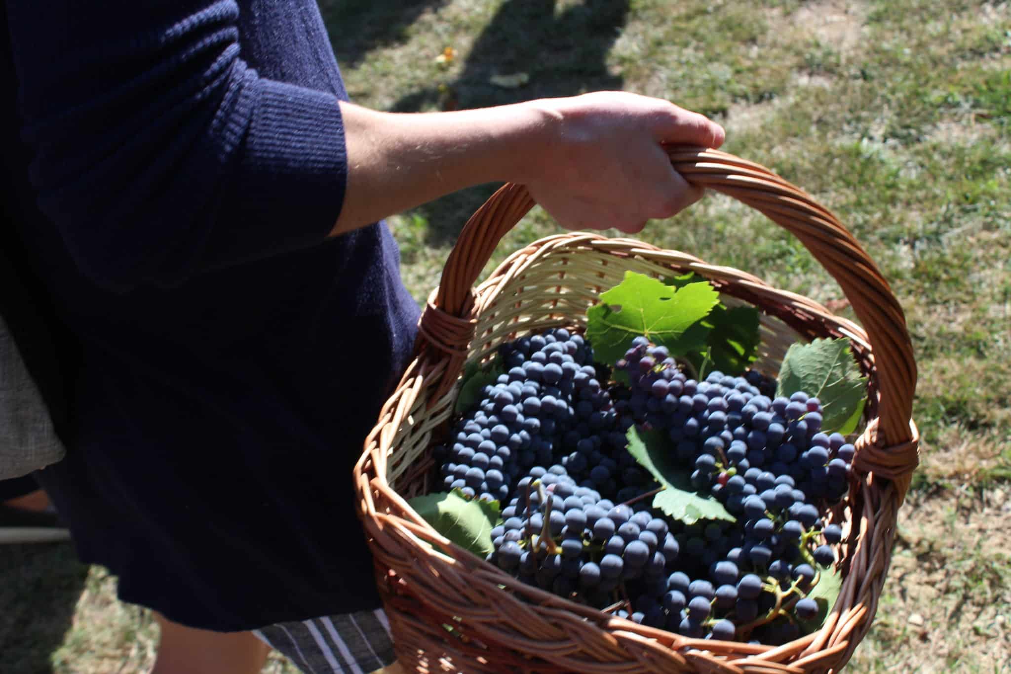 La guida di Tenuta Torciano durante l'esperienza della vendemmia