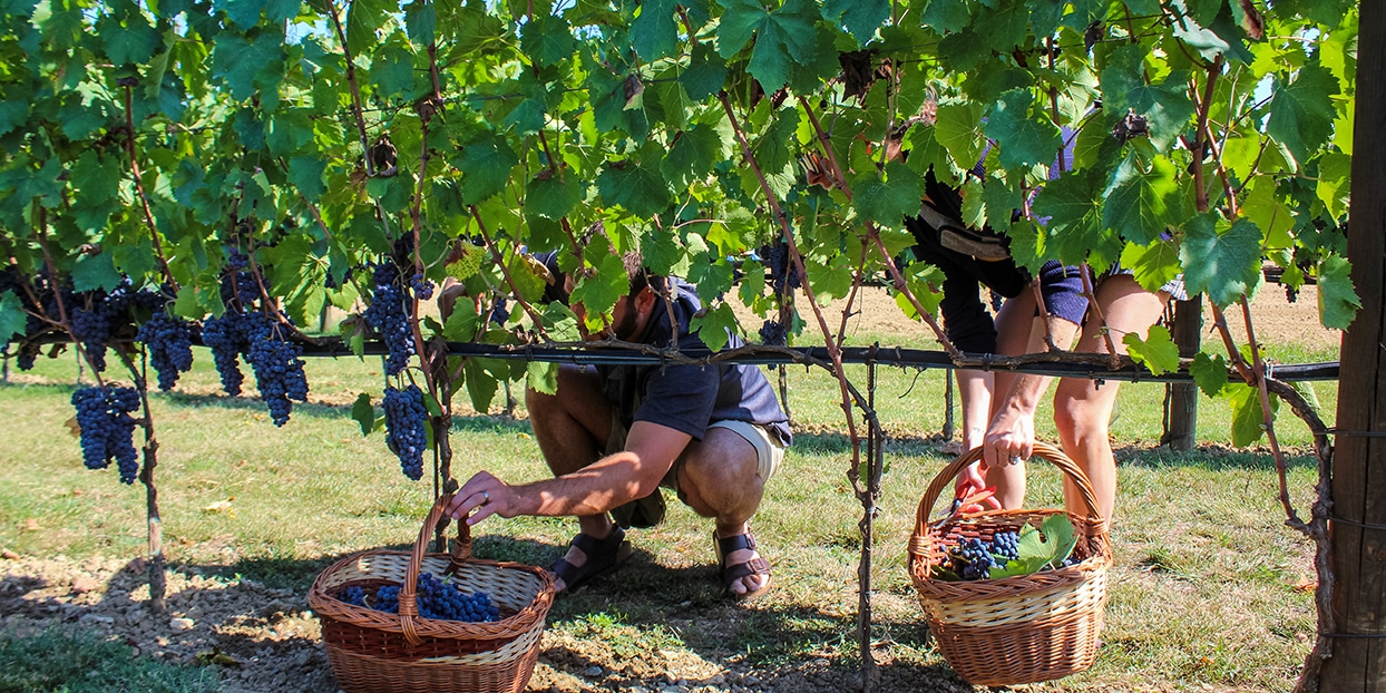 torciano harvest