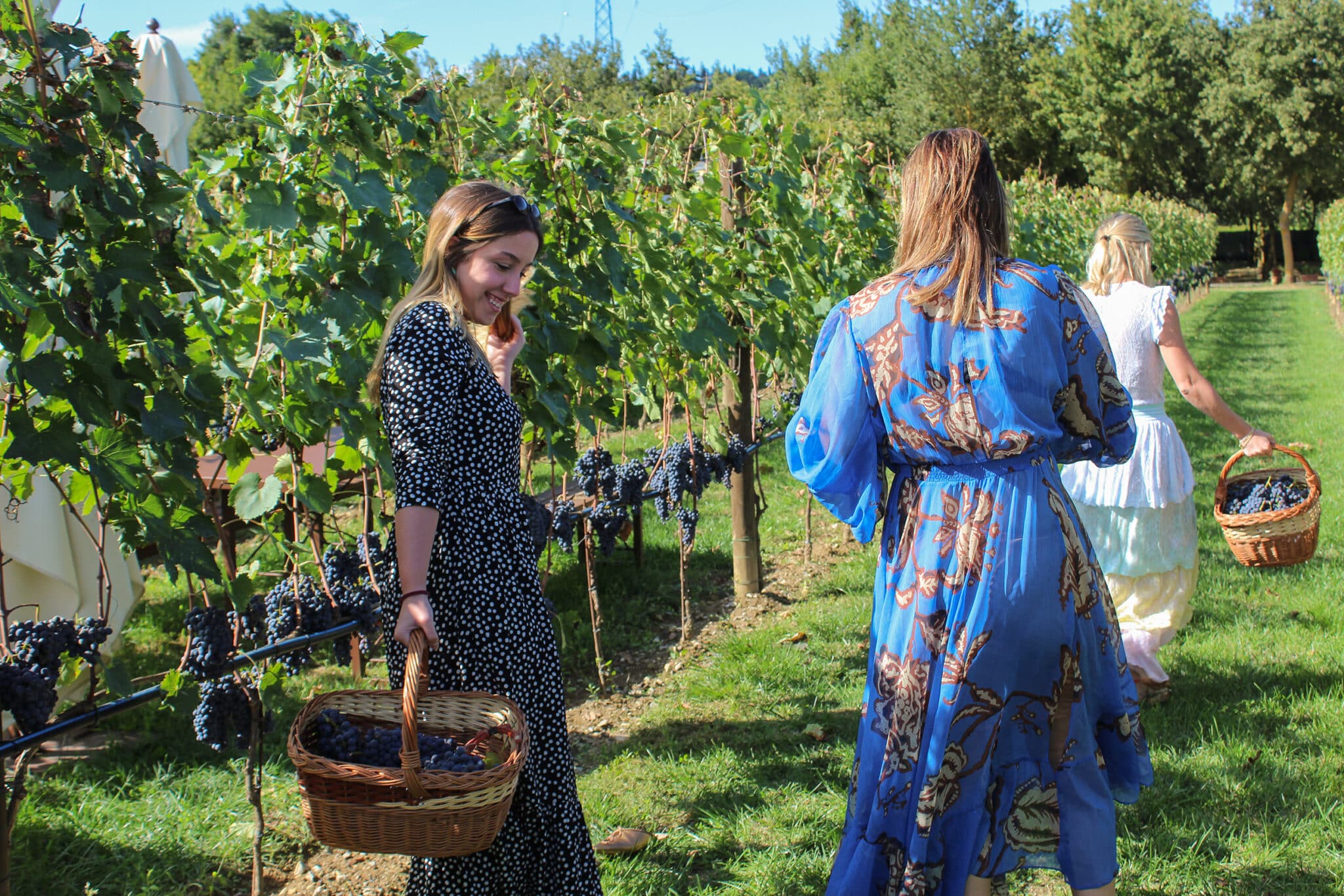 torciano harvest