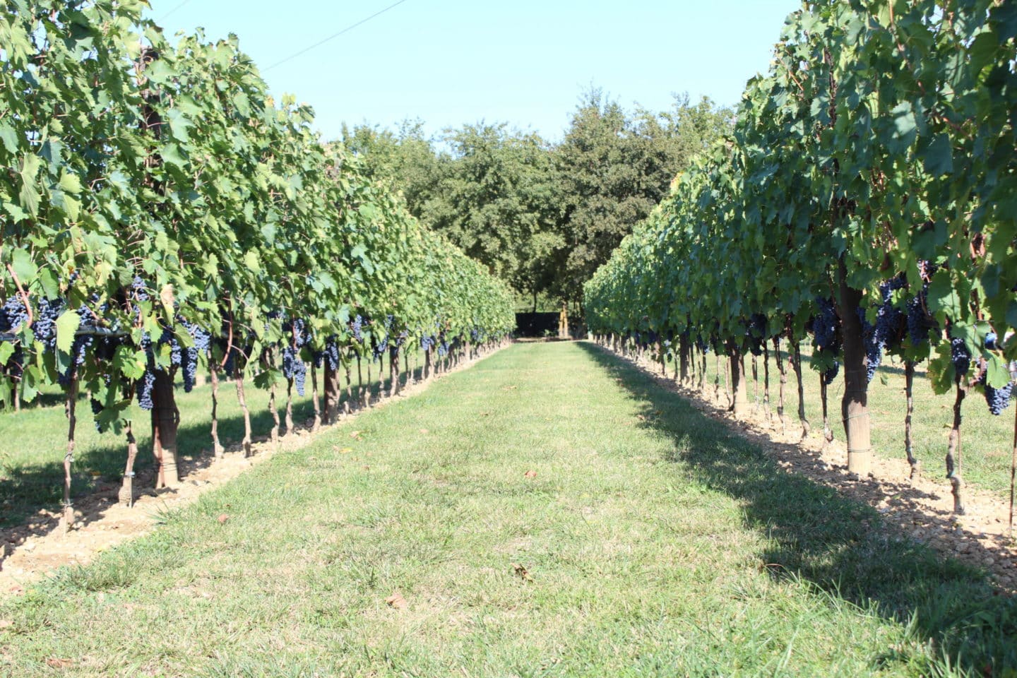 torciano harvest
