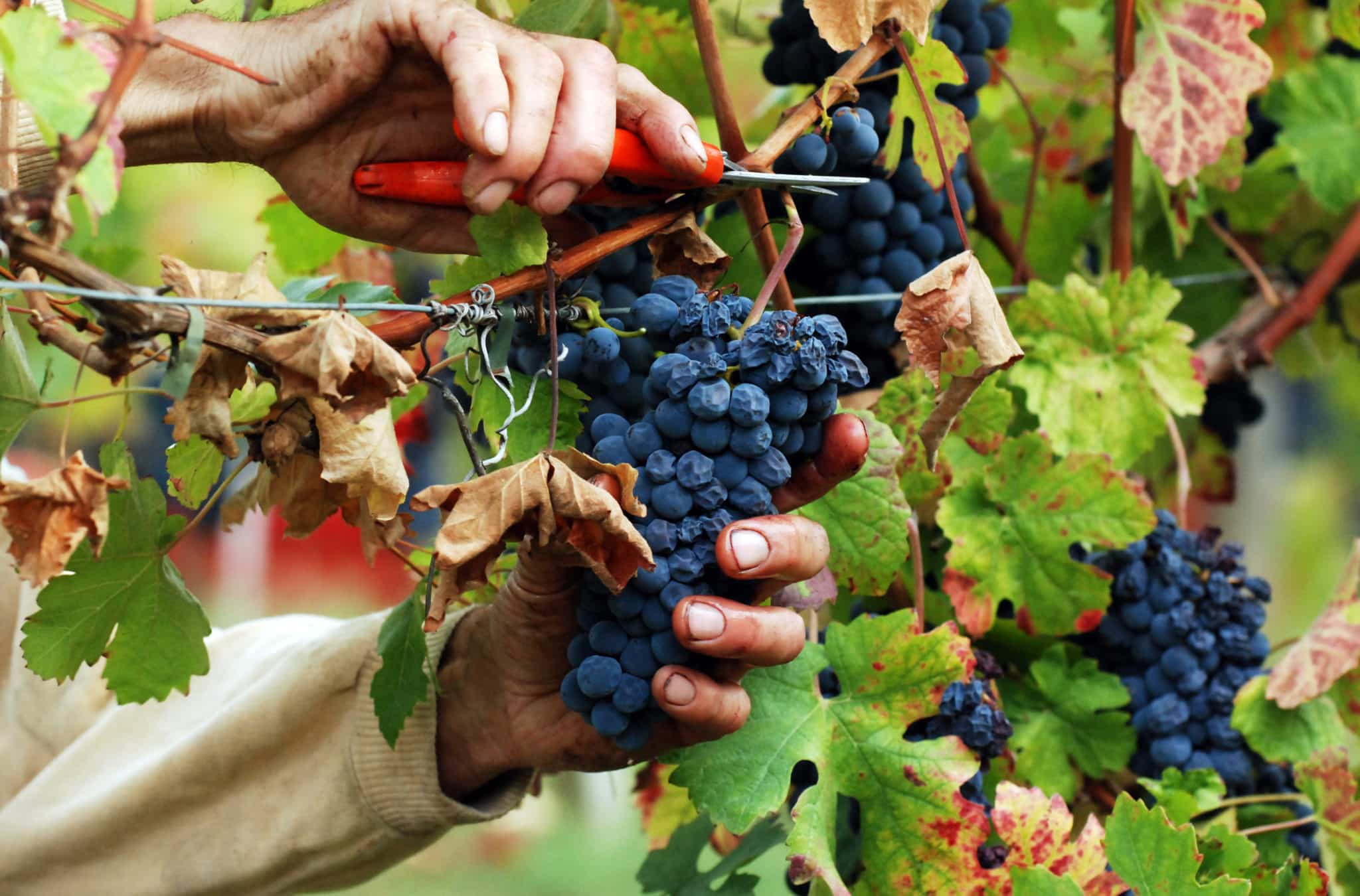 vedemmia grappolo uva