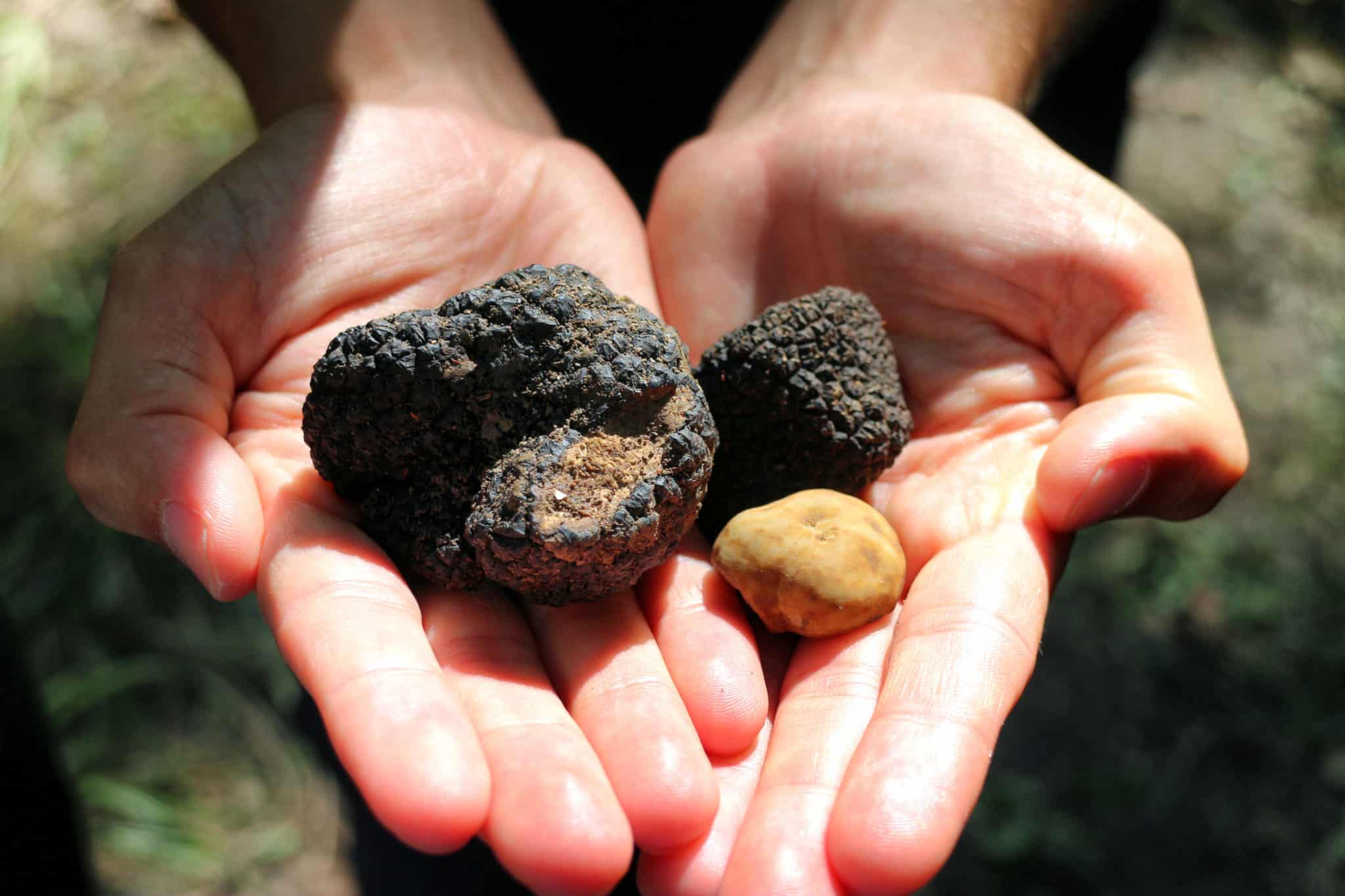Truffle on Hands