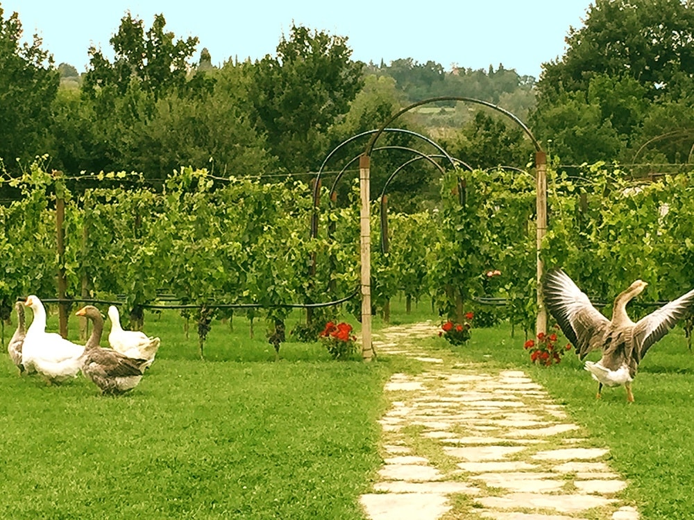 A Tenuta Torciano le Oche “starnazzano” nella vigna
