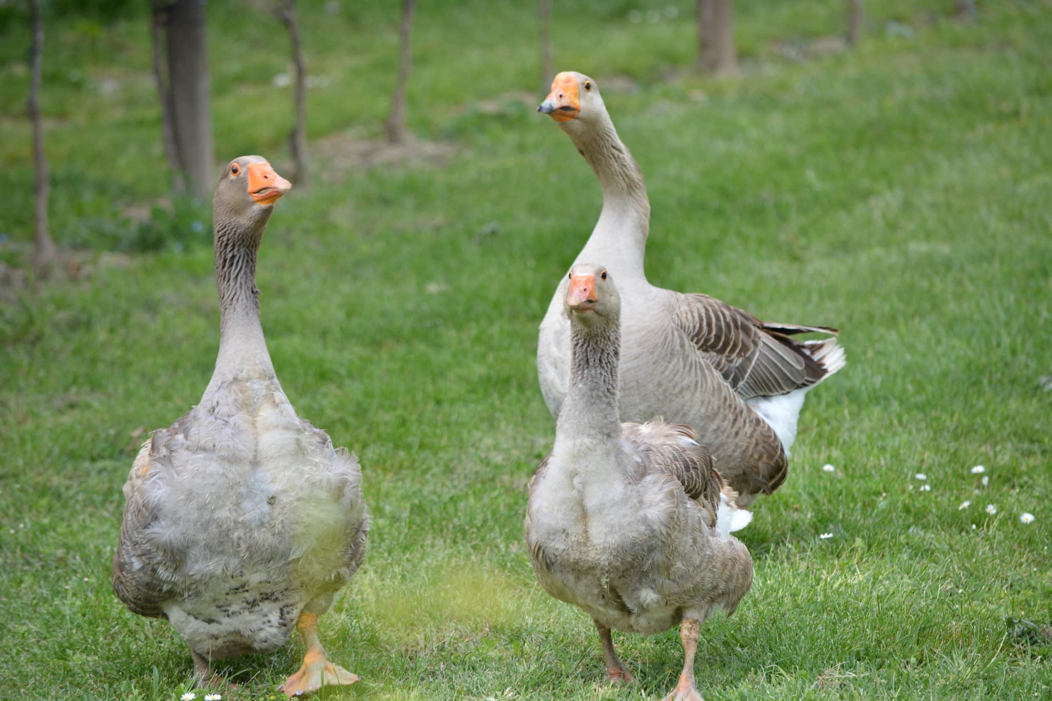 Animals living among the vines at Tenuta Torciano