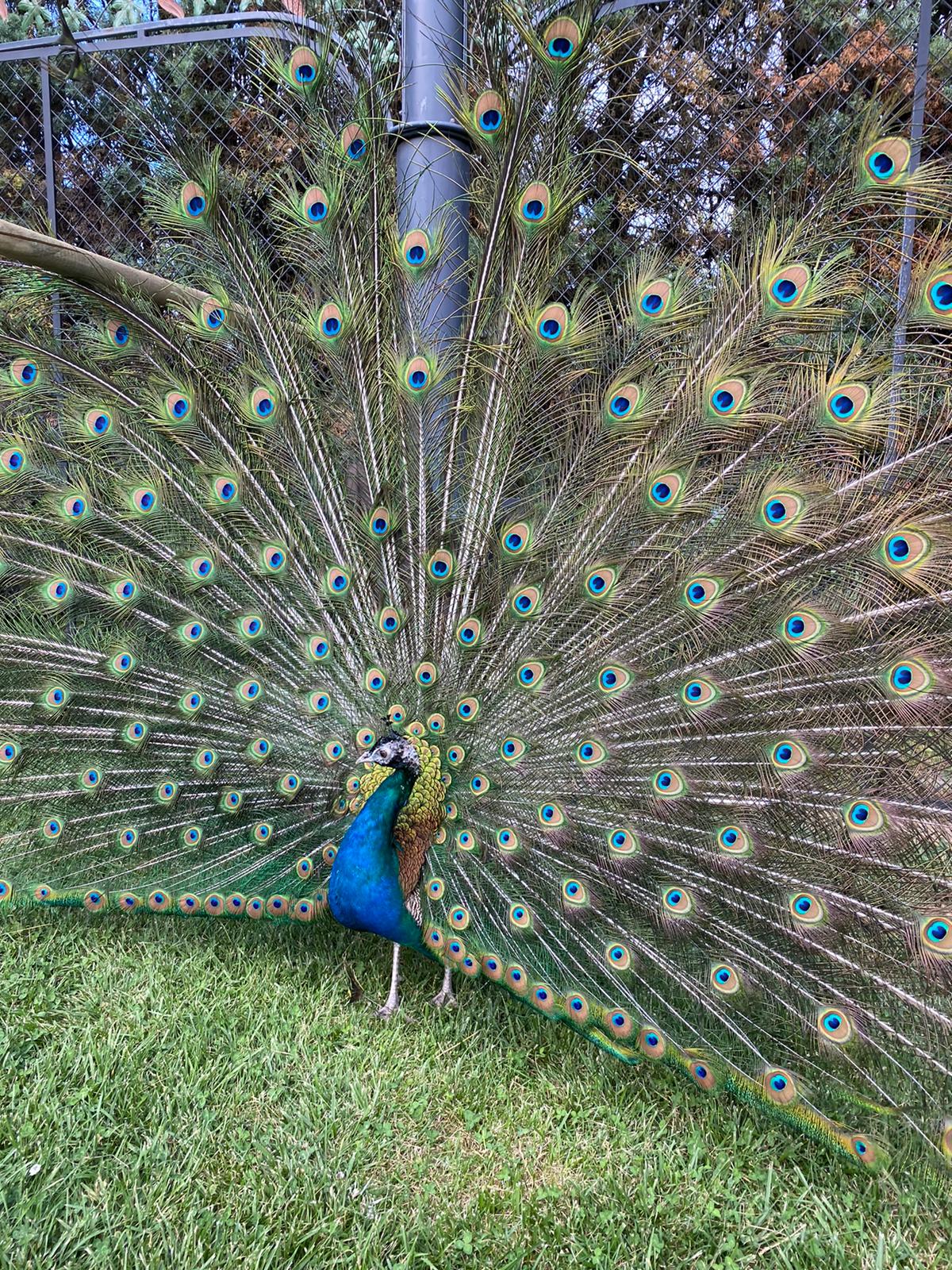 Peacock in the gardens of Tenuta Torciano