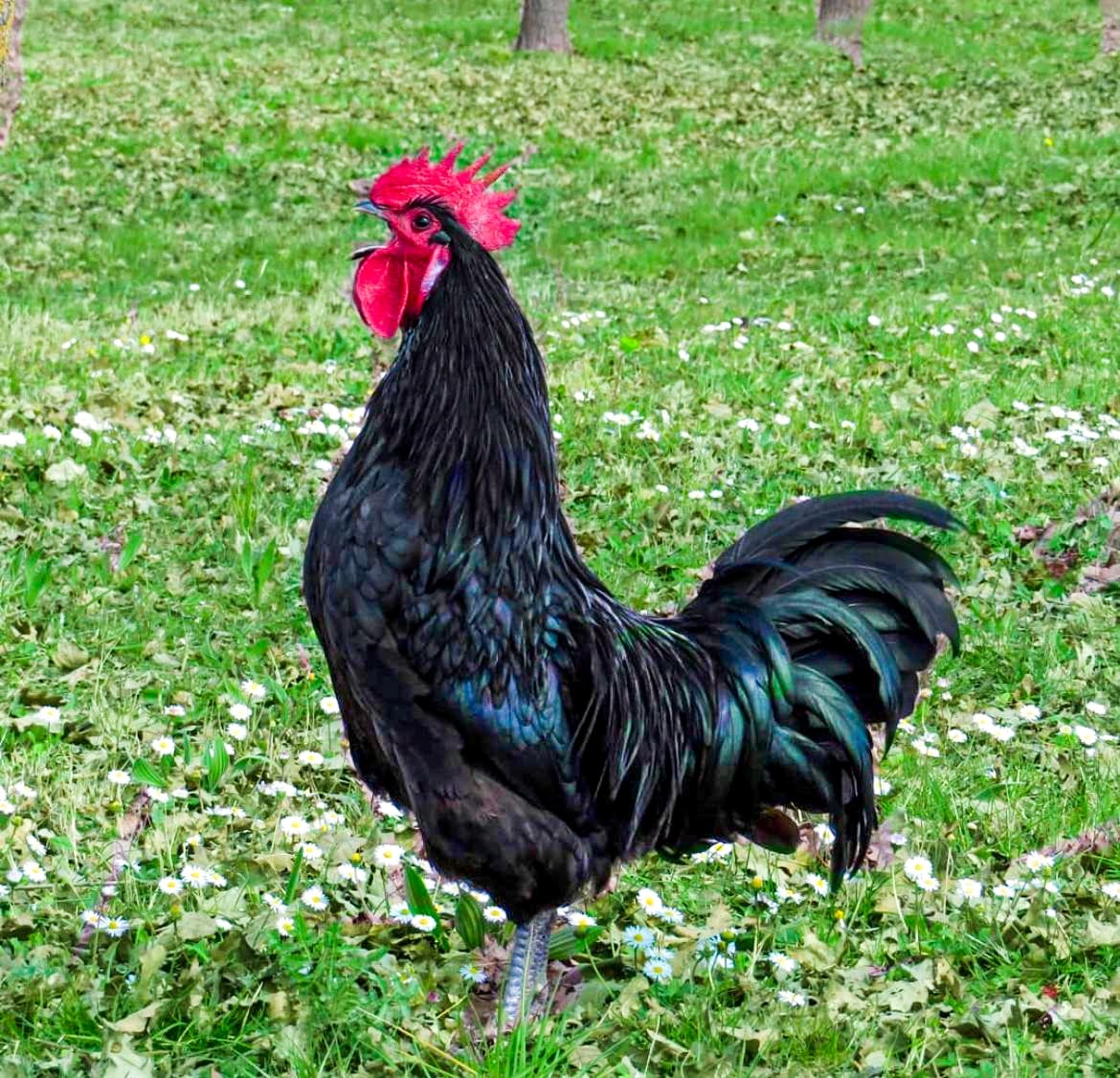 Torcianoblackroaster