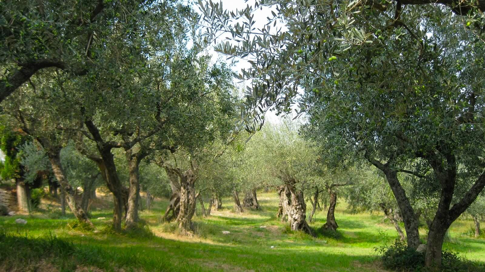 ulivi