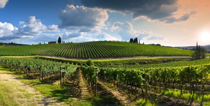 Splendid Red, White, Rosé and Sparkling Wines to Serve During the BBQ Season