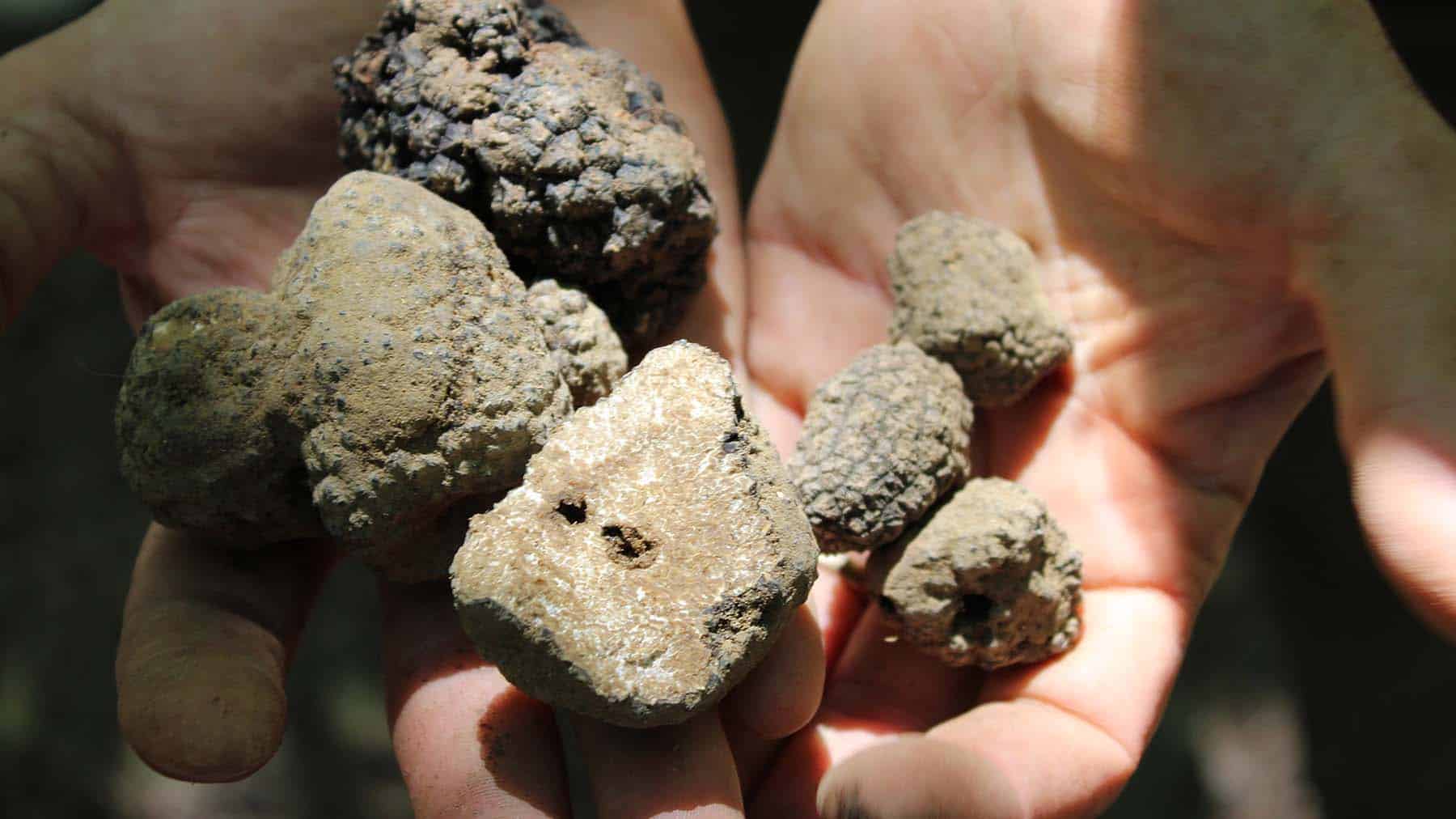 Truffle Hunting Tour & Dogs Training