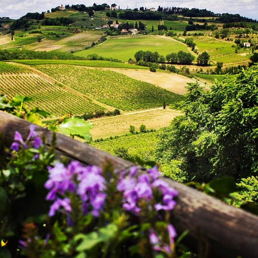Vineyards of Tuscany