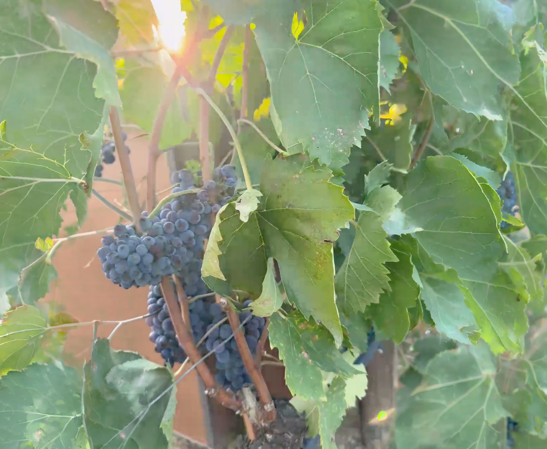 Grappoli di Sangiovese controluce tra le foglie della vigna all'alba di settembre