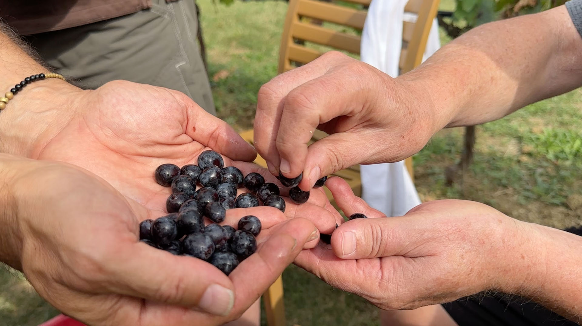 Ospiti assaggiano gli acini maturi dal palmo della mano in vigna durante la vendemmia