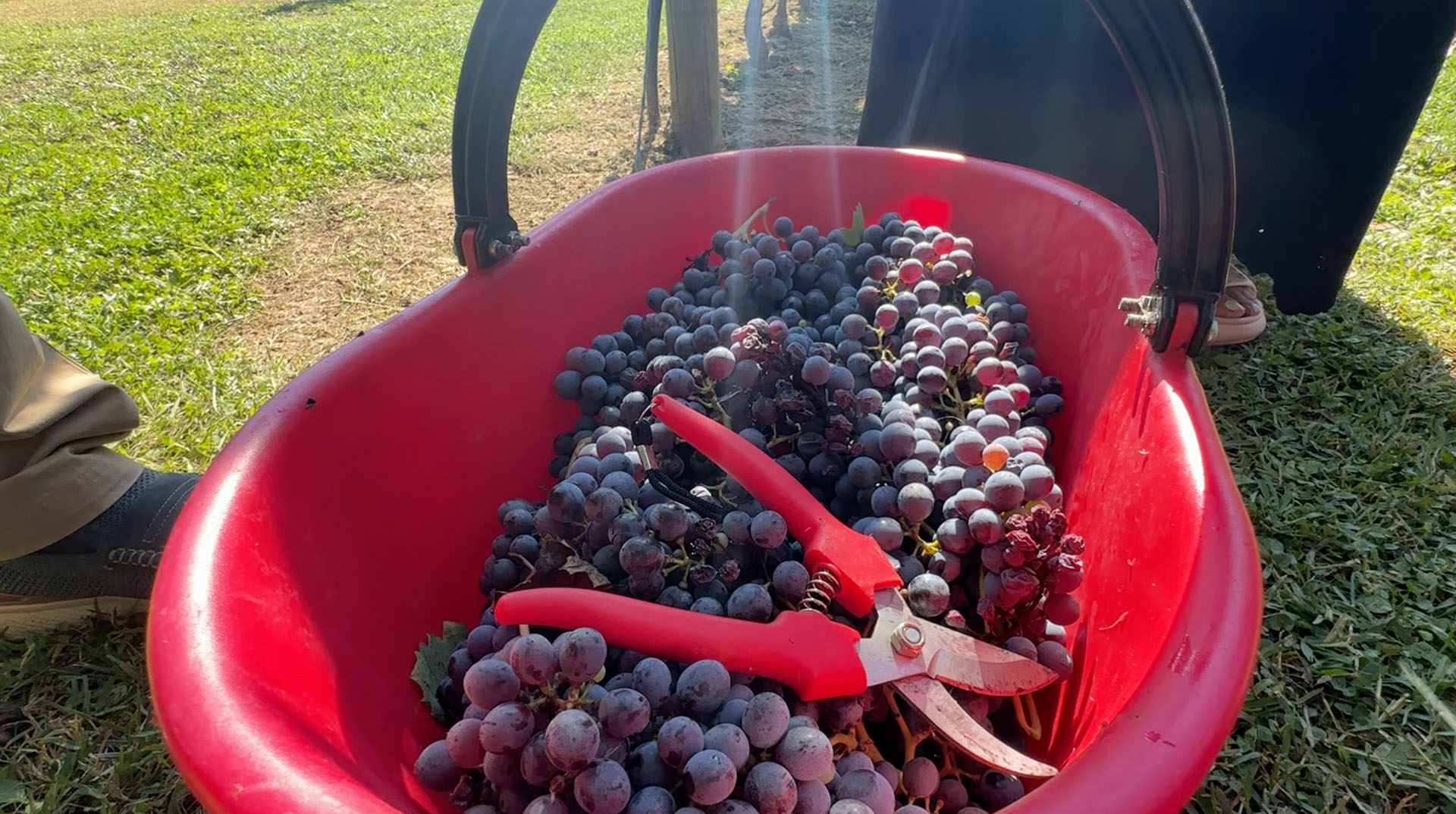 A red harvest basket full of dark grapes with the picking shears resting on top