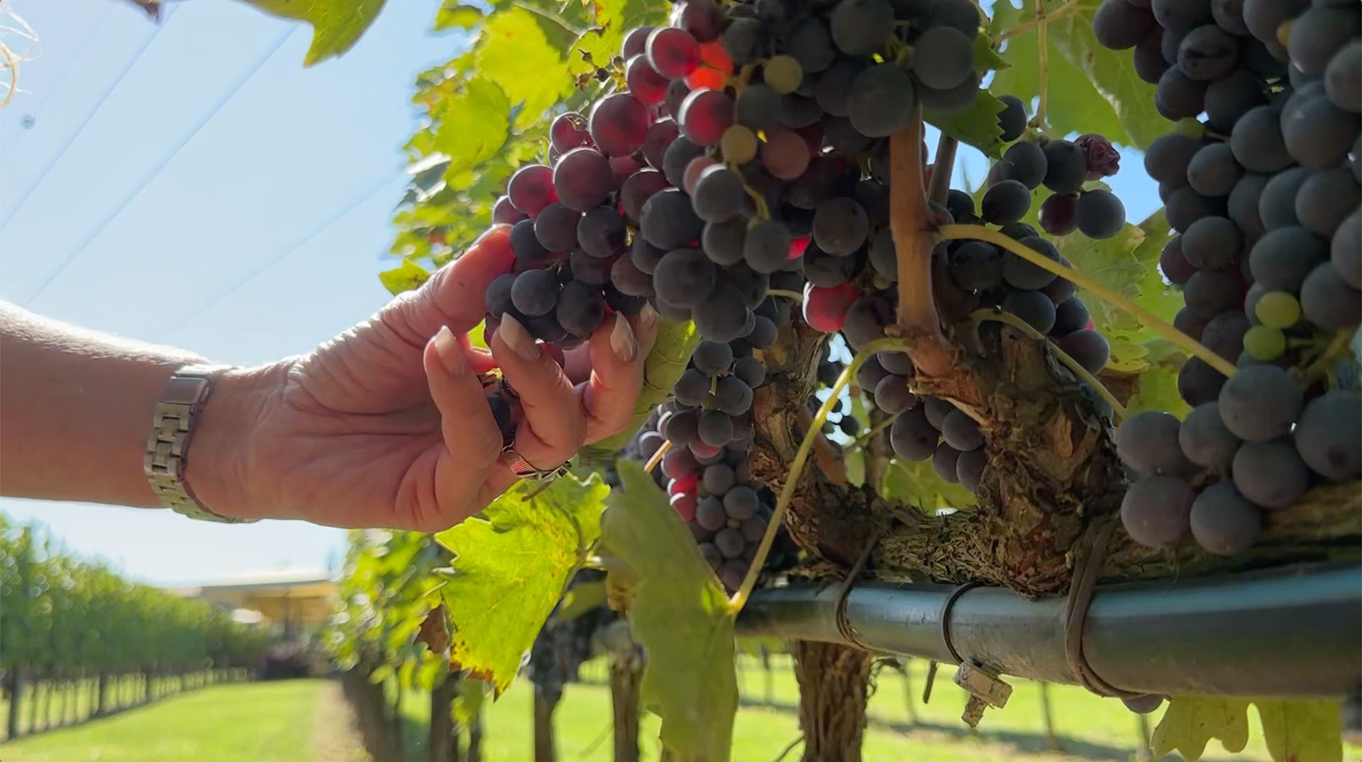 A hand cupping a ripe cluster of dark grapes still on the vine