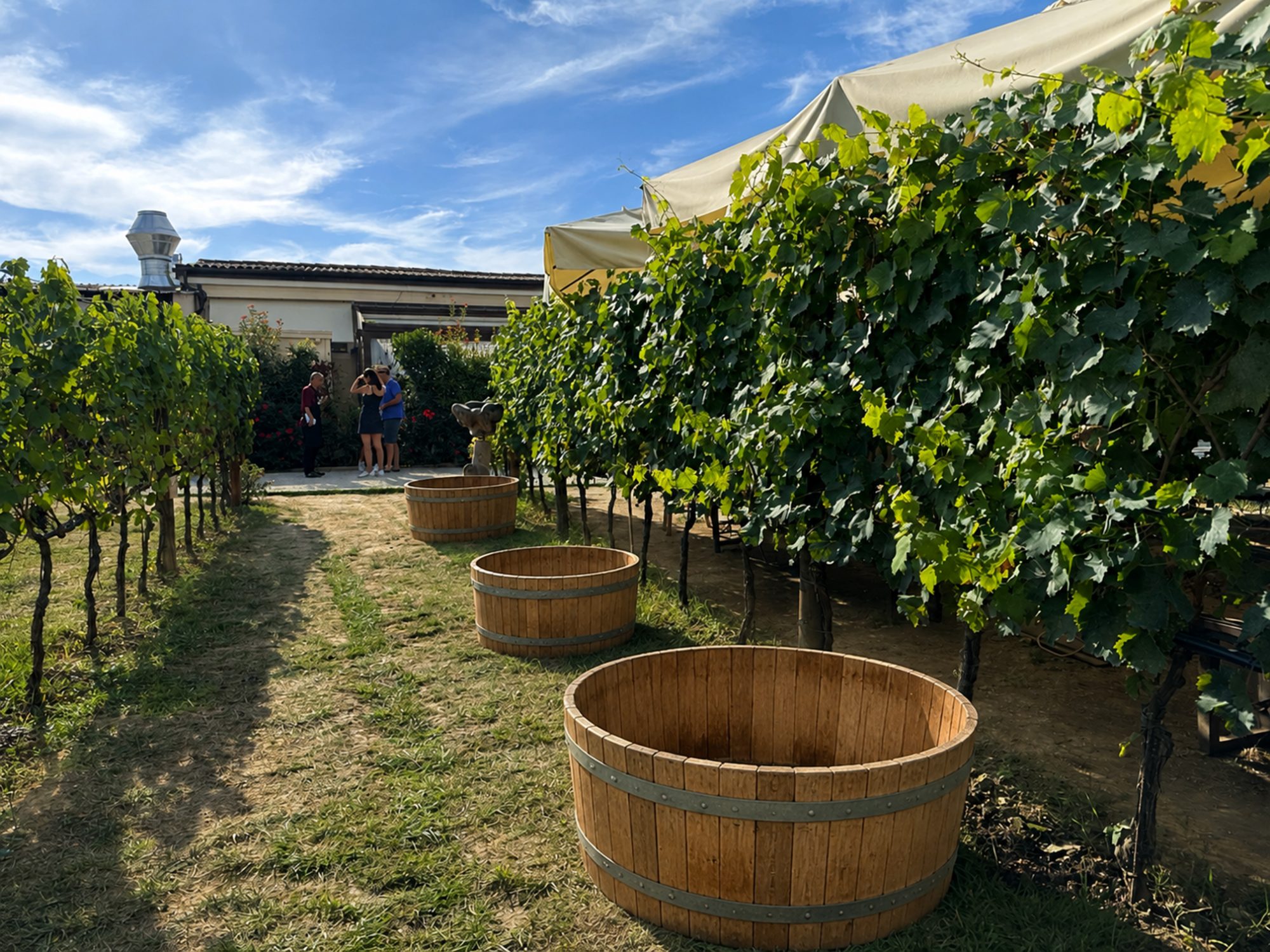Traditional wooden stomping vats waiting among the vine rows at the estate