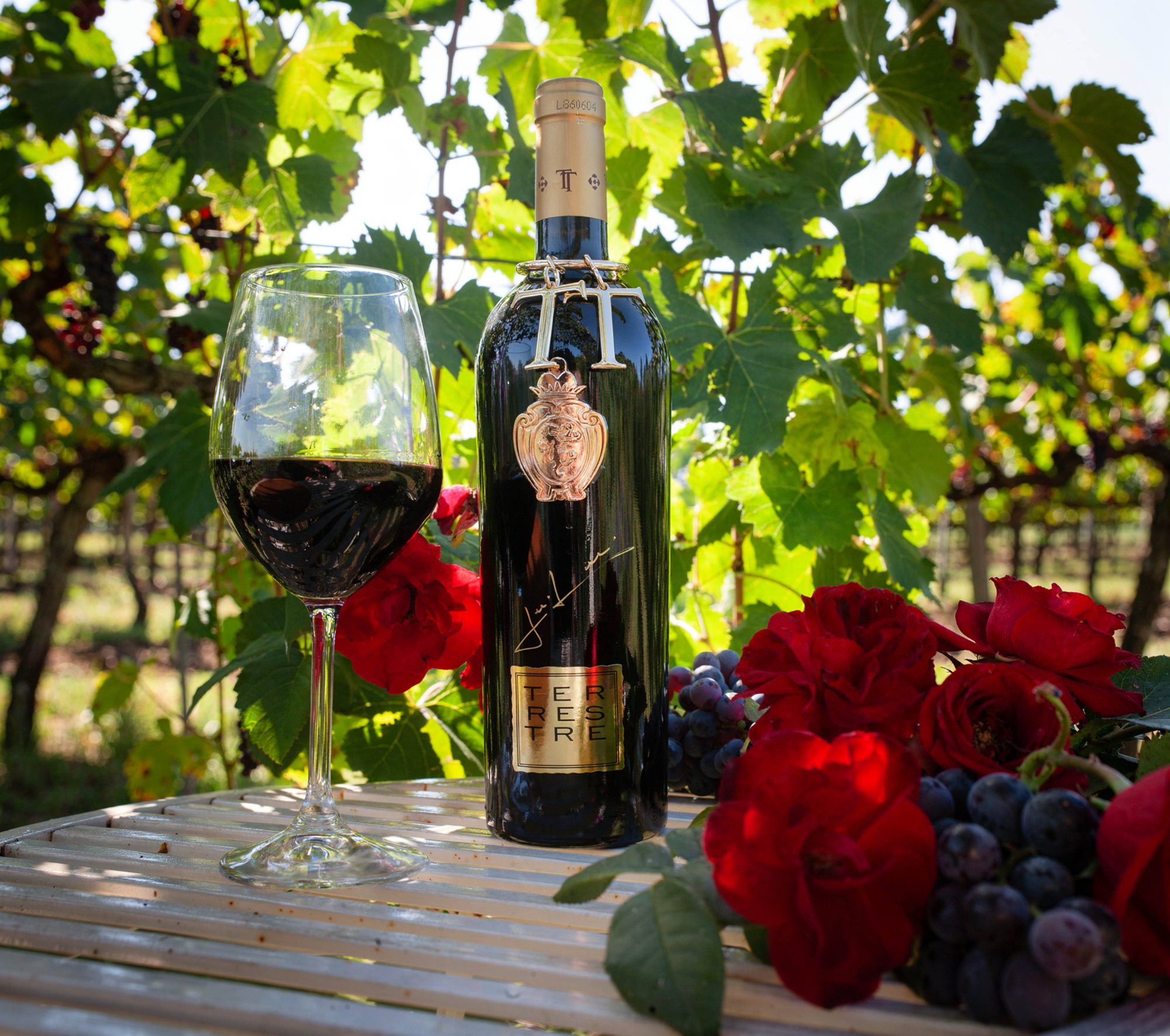 A bottle of Torciano Terrestre red wine with a filled glass, red roses and grapes among the vines