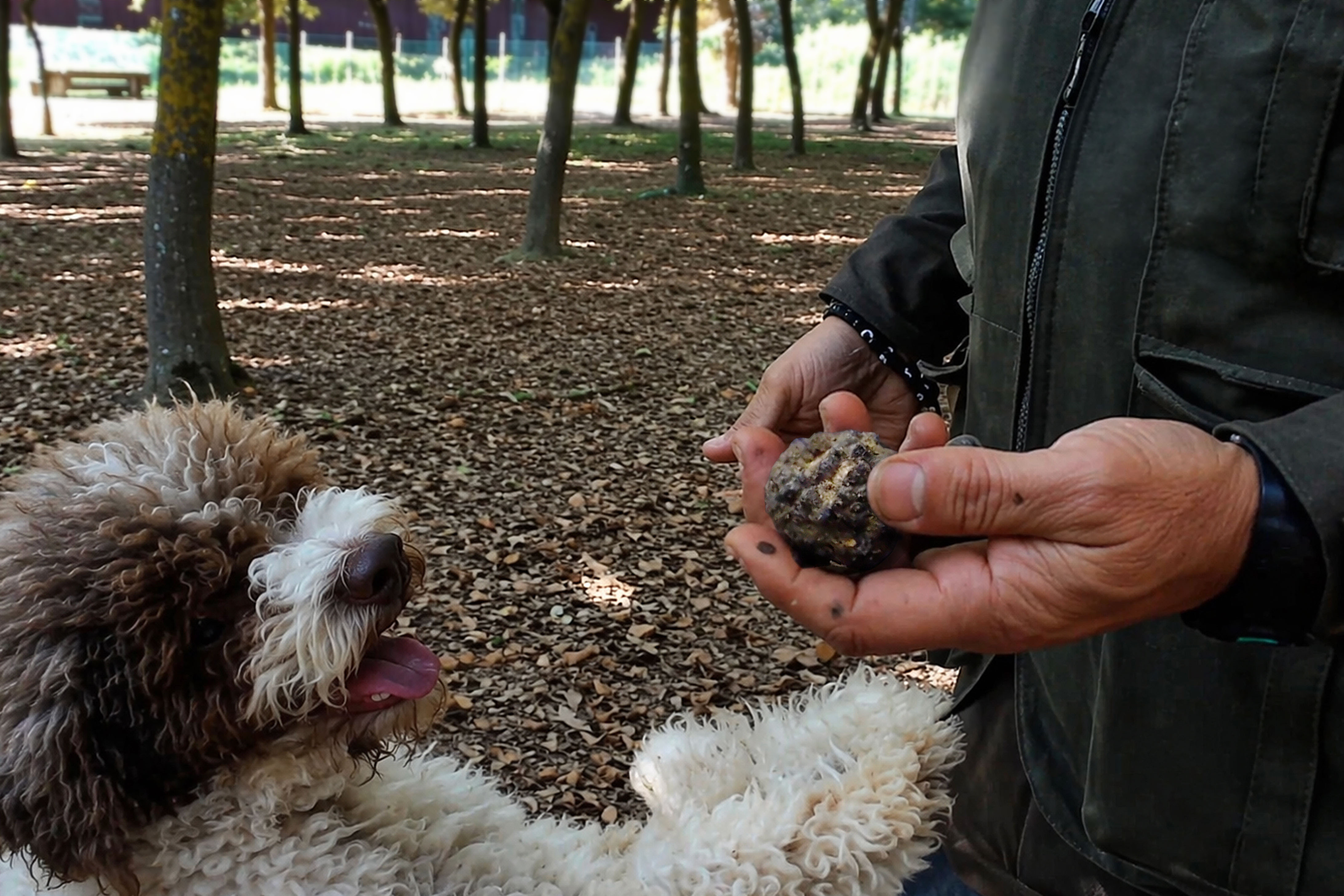 Un cavatore mostra il tartufo appena scavato accanto al suo lagotto romagnolo nel bosco della tenuta